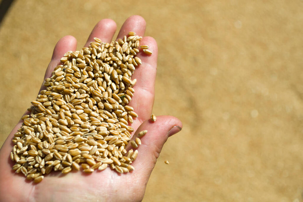 koncepce sklizně, přírody, zemědělství a prosperity - ruce držící zralá pšeničná zrna na obilných polích - Fotografie, Obrázek