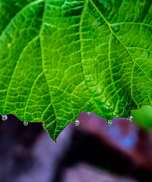 grape leaves with dew drops in the early morning, narrow focus area - Zdjęcie, obraz