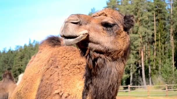 Um camelo engraçado e fofo vira a cabeça e olha em direções diferentes. - Filmagem, Vídeo