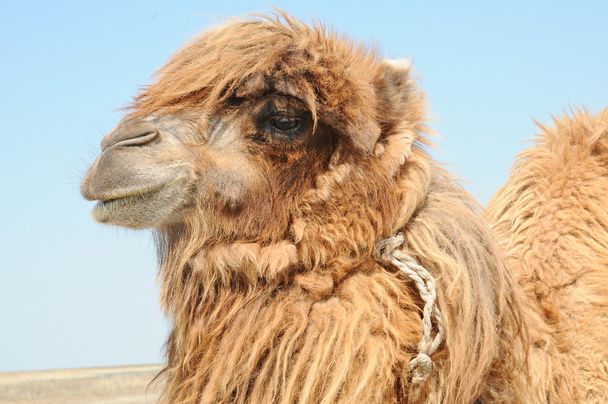 Camello bactriano
 - Foto, imagen