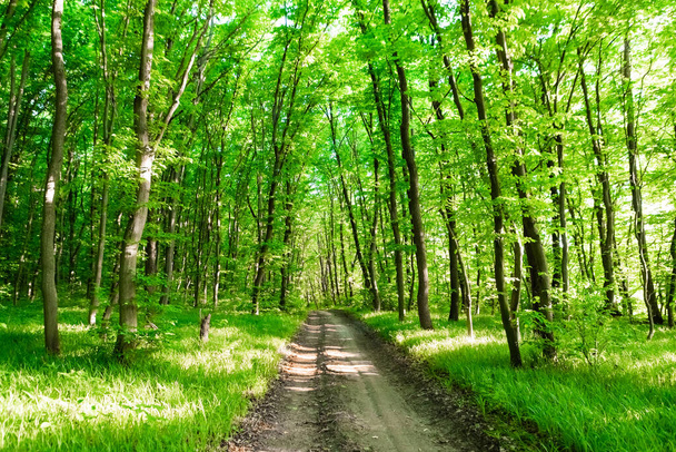 forest trees. nature green wood sunlight backgrounds. - 写真・画像