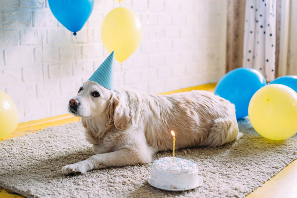 Labrador Golden Retriever köpeği doğum gününü şapkayla ve pastayla kutluyor. - Fotoğraf, Görsel