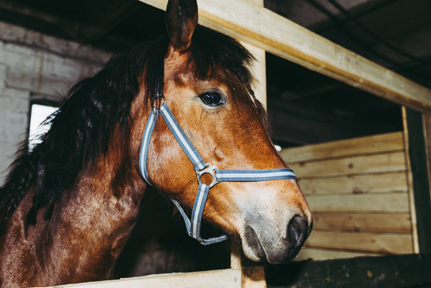 Portré gyönyörű egészséges barna gesztenye ló lovas helyen beltérben. Portré egy fajtiszta fiatal csődörről.Beltéri, közelkép. - Fotó, kép