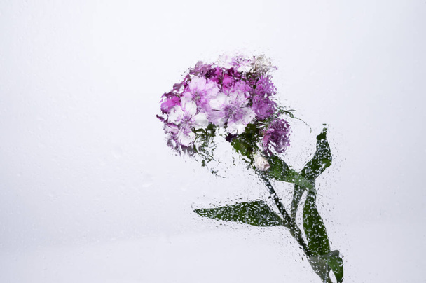 pohled přes mokré sklo na krásné květiny na barevném pozadí, letní koncept, zblízka   - Fotografie, Obrázek