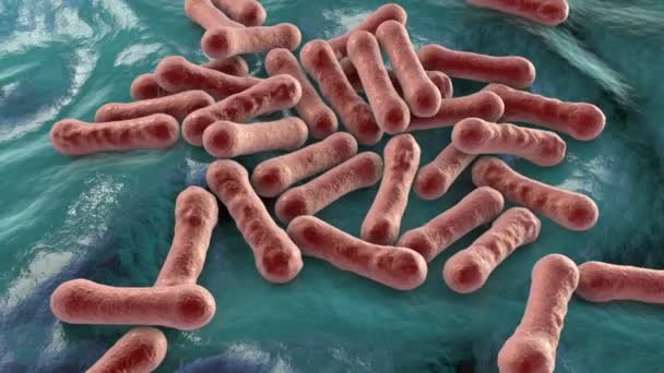 Bacteria Corynebacterium diphtheriae, Gram-positive rod-shaped bacterium that causes respiratory infection diphtheria and also skin lesions, 3D animation - Footage, Video