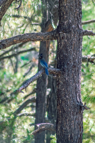 A vertical closeup shot of a steller's jay bird perched on a branch - Photo, Image