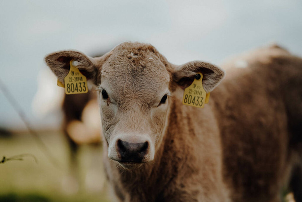 Zbliżenie ujęcie brązowej wiejskiej krowy na łące - Zdjęcie, obraz