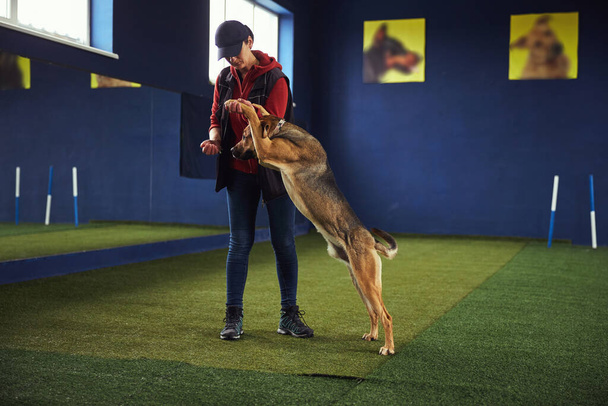 Posłuszny pies ćwiczący komendę Stand z trenerem - Zdjęcie, obraz