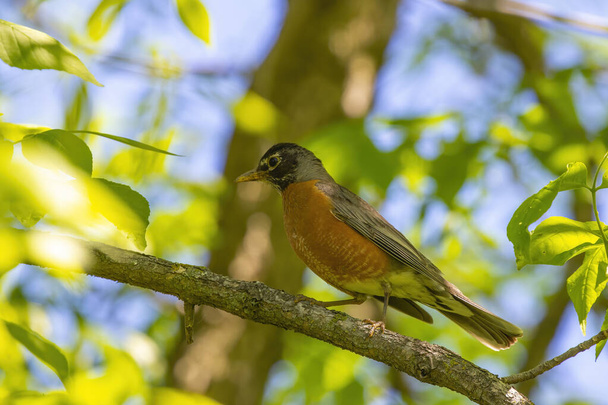 The American robin (Turdus migratorius) is a migratory songbird,  state bird of Connecticut, Michigan and Wisconsin. - Photo, Image