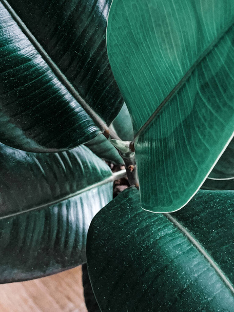 A vertical shot of rubber fig leaves - Photo, image