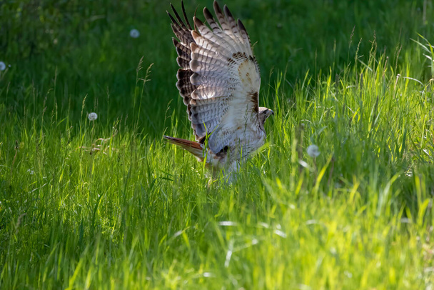 The red tailed hawk in flight - Photo, Image