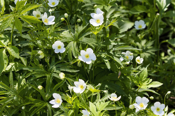 White Wood Anemone flower ( Anemone quinquefolia)  is a native American spring blooming flower. - Photo, Image