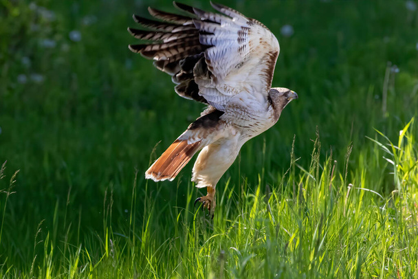 Le faucon à queue rouge en vol - Photo, image