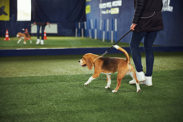 Poslušný roztomilý tříbarevný štěně vyhovující trenér příkaz - Fotografie, Obrázek