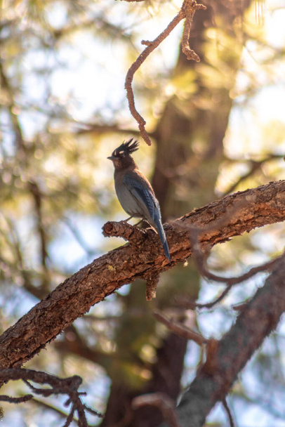 A vertical shot of a steller's jay bird perched on a branch - Фото, изображение
