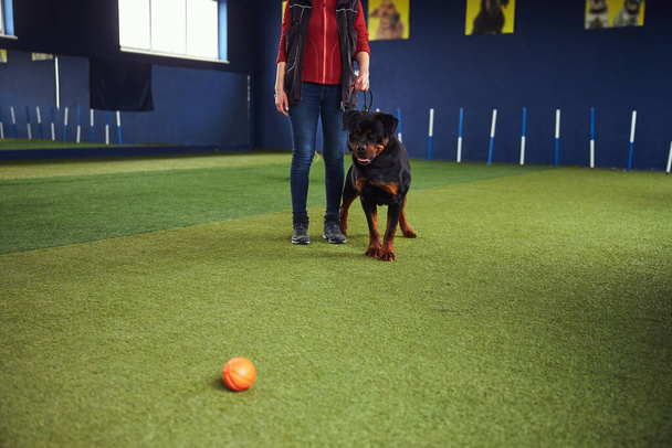 Ciekawy pies egzaminujący gumową piłkę podczas sesji treningowej - Zdjęcie, obraz