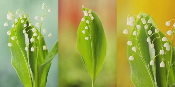 Beautiful lily-of-the-valley on blurred color background - Photo, Image