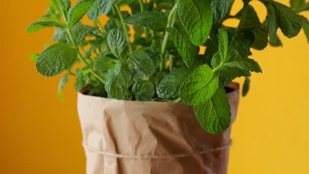 Mint plant at home in paper pot at the yellow background. The concept of home gardening and care of indoor plants. - Footage, Video
