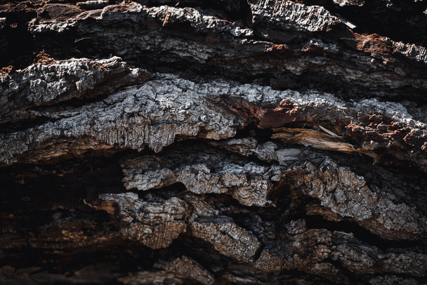 A closeup shot of details on tree bark - Фото, зображення