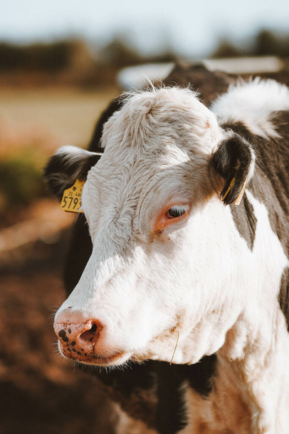 A vertical closeup shot of a rural cow on a farm - Zdjęcie, obraz