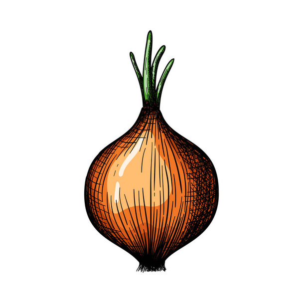 Onion Icon. Hand Drawn Sketch Design. Vector Illustration. - Вектор, зображення