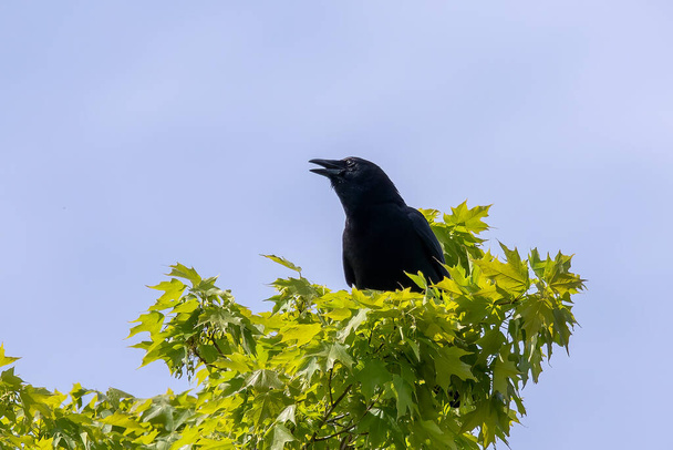 Το αμερικανικό κοράκι (Corvus brachyrhynchos) κάθεται στην κορυφή ενός δέντρου  - Φωτογραφία, εικόνα