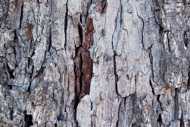 Graue und braune Baumrinde, Holzstruktur, Hintergrund - Foto, Bild
