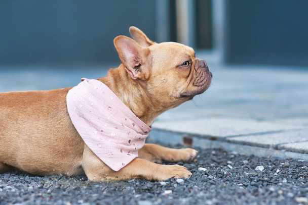 Side view of red French Bulldog dog wearing a pink bandanna around neck - Foto, immagini