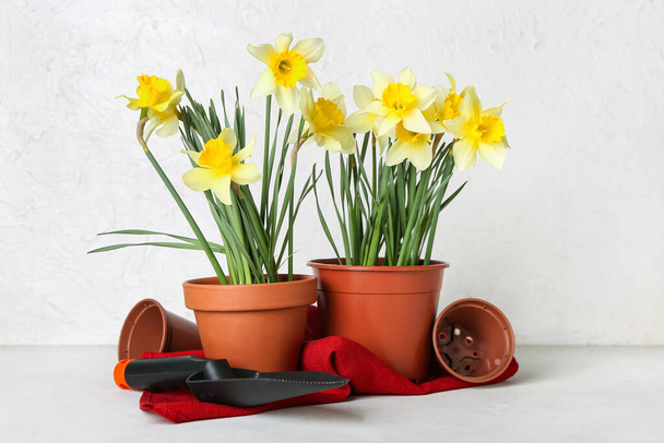 Gardening tools with narcissus plants on light background - Foto, Bild