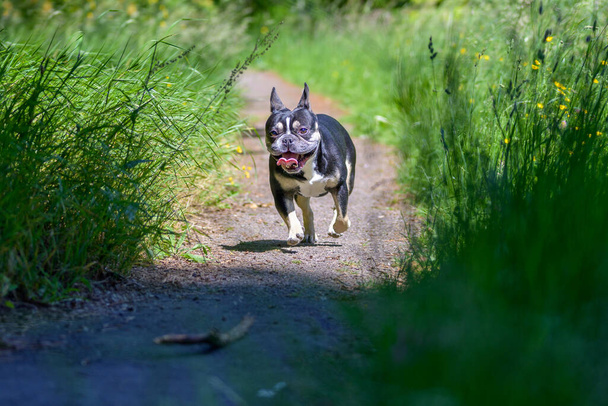Roztomilý bdělý malý pes běží po klacku venku v zahradě se blíží k fotoaparátu podél cesty mezi svěží zelené trávy - Fotografie, Obrázek