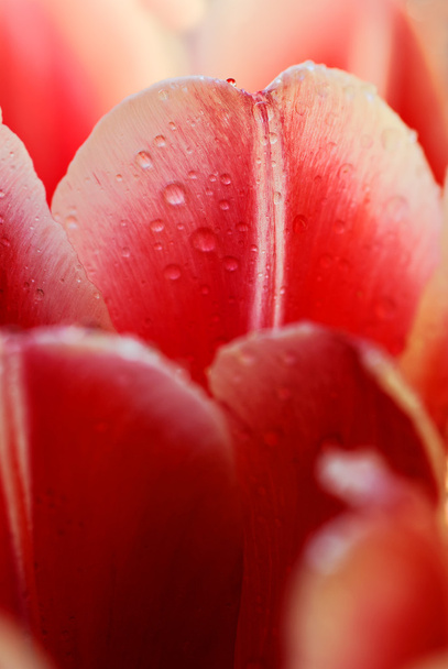 tulipan - Zdjęcie, obraz
