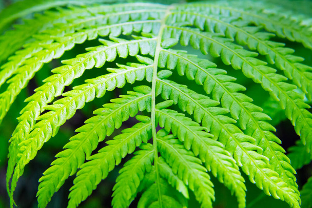 Macro shot of green fresh fern, lawn surface, nature texture, close-up detail of lace dancing leaves, scaly terry feather bush - Photo, Image