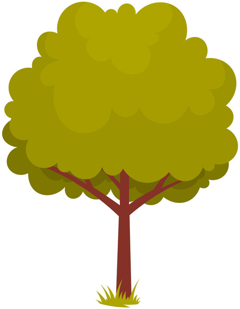 Deciduous tree with trunk and dense foliage. High plant with widely spread branches and green leaves - Vector, imagen