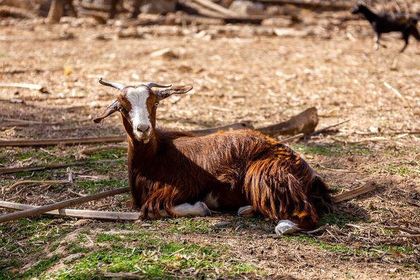 Brown hairy goat (Capra aegagrus hircus) lying on the grass with dry palm branches around in Hidden Oasis, Jebel Jais mountain range, Hajar Mountains, United Arab Emirates. - Photo, Image