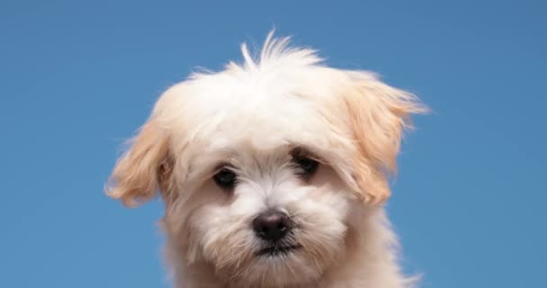 kostbare kleine bichon hond steken uit tong en likken neus, honger en rond te kijken op blauwe achtergrond in de studio - Video