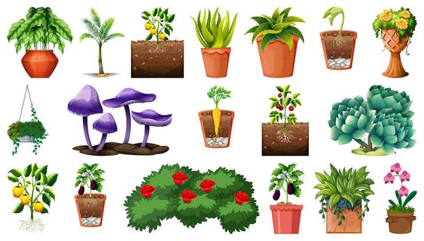 Набор различных растений в горшках, изолированных на белом фоне иллюстрации - Вектор,изображение