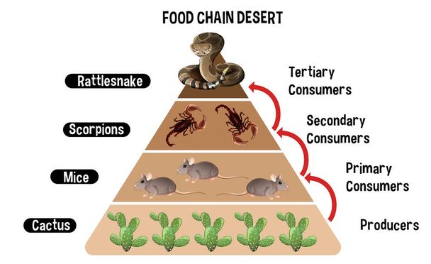 Diagrama que muestra la cadena alimentaria del desierto para la educación ilustración - Vector, imagen