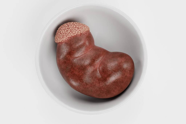 人間の腎臓の現実的な3Dレンダリング - 写真・画像