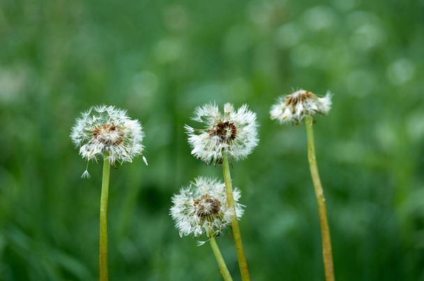 Four white fluffy dandelions on a blured background - Photo, Image