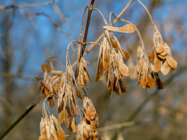 Сухие носы на кленовом дереве зимой - Фото, изображение
