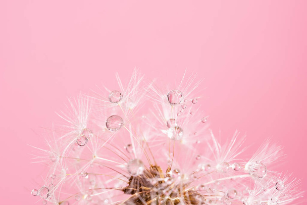 dandelion at pink background. Freedom to Wish. Seed macro closeup. Goodbye Summer. Hope and dreaming concept. Fragility. Springtime. soft focus on water droplets. Macro nature. Beautiful dew drops - Photo, image