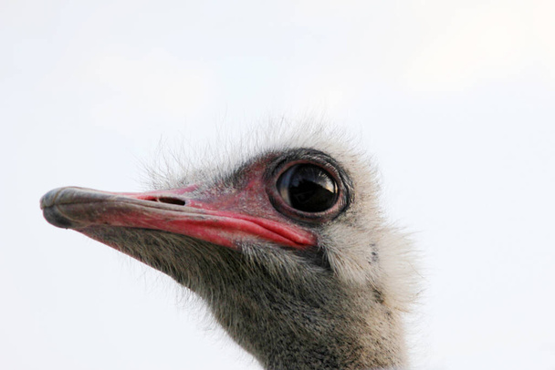 ostrich head close up towards the sky - Фото, зображення