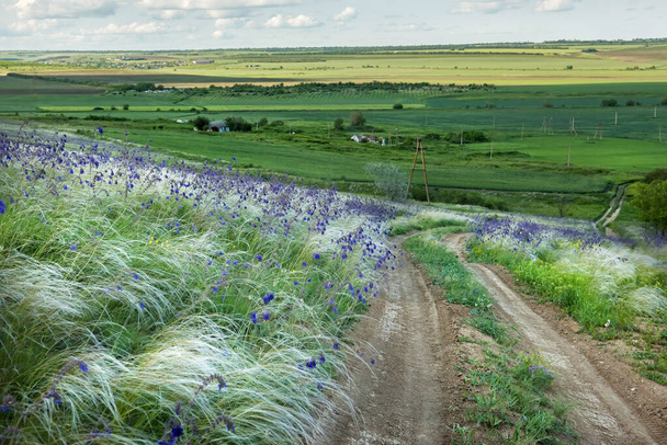 Dirt road among the hills overgrown with grass grass and lilac sage flowers. Wonderful wild spring landscape. - 写真・画像