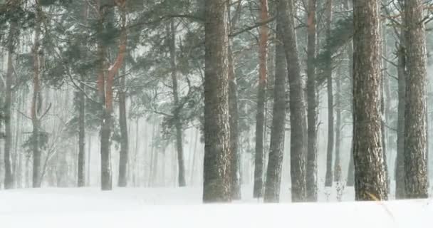 4K Hermoso bosque blanco nevado en invierno día helado. Nieva en los bosques helados de invierno. Clima nevado. Bosque de coníferas nevadas de invierno. Blizzard en Windy Day. Pan. - Metraje, vídeo