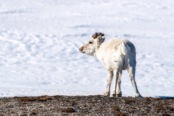 Молодий олень Рангіфер Тарандус стоїть у первозданному білому снігу Шпіцбергена, Норвезького архіпелагу між континентальною Норвегією та Північним полюсом. - Фото, зображення