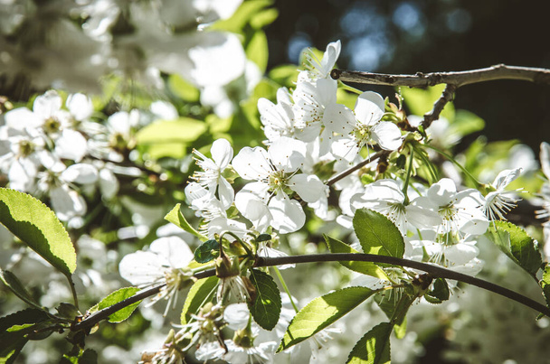 розовые и белые цветущие весенние цветы на вишне - Фото, изображение