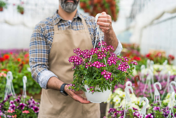 El hombre adulto es dueño de una pequeña tienda de invernaderos. Él sostiene la flor en la olla. - Foto, imagen