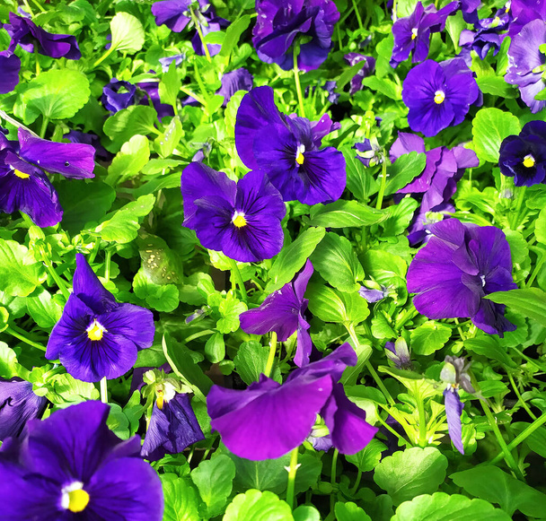 Όμορφο φλοράλ φόντο από μωβ πανσέδες, μοβ λουλούδια βιόλα - Φωτογραφία, εικόνα
