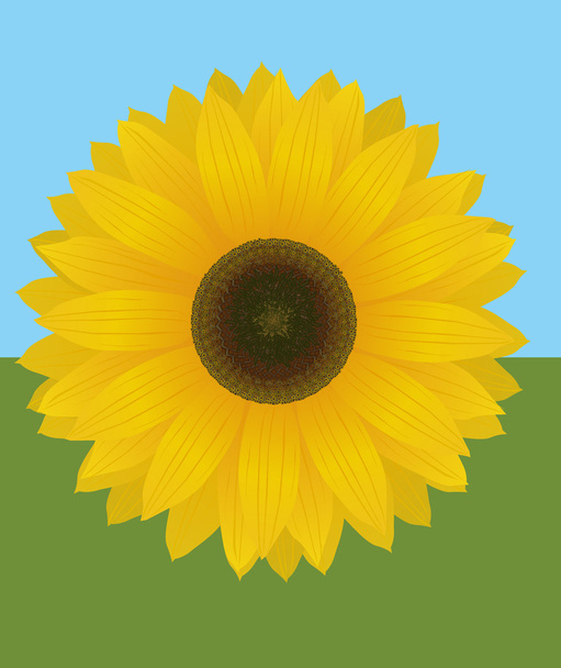 Auringonkukka - Vektori, kuva