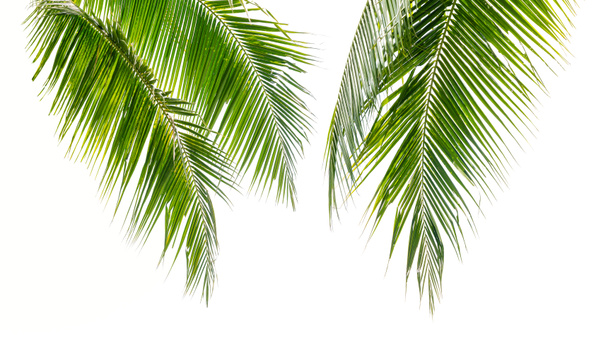 Hojas de palma de coco aisladas sobre fondo blanco - Foto, Imagen